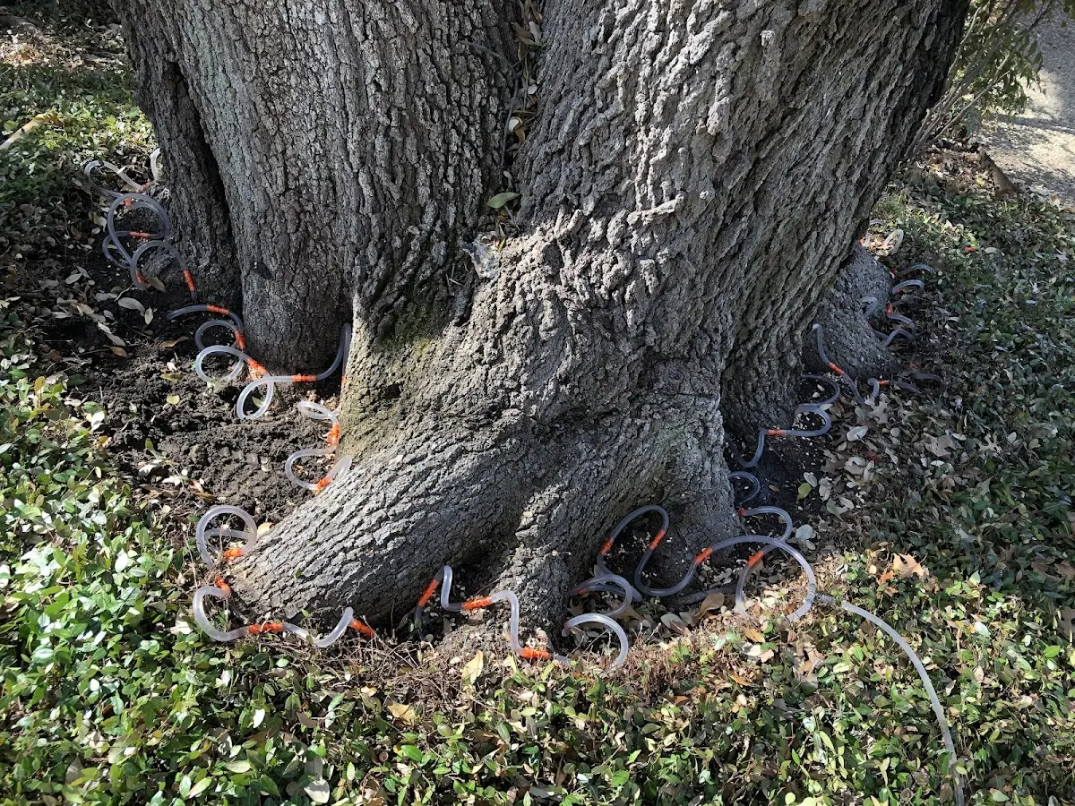 Detailed Tree Cabling and Bracing job site in Chapman Ranch